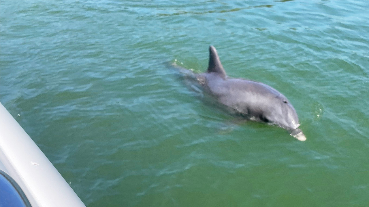 Dolphin tour (3 hours)